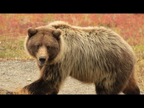 Video: Unde trăiesc urșii grizzly?