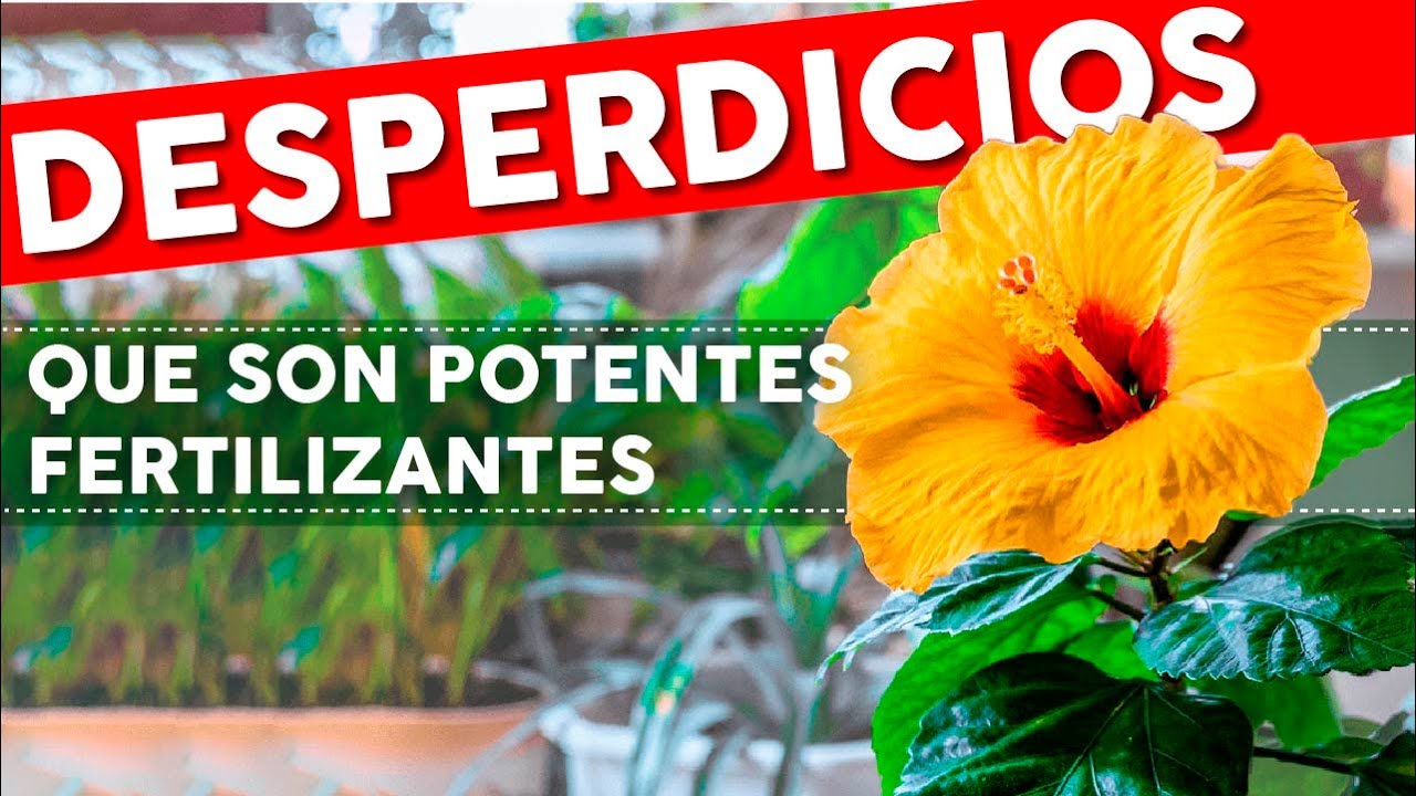10 cosas que tiras a la basura pero que son excelentes fertilizantes