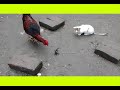 village pet cat playing, village hen playing,মোরগের খেলা,বিড়ালের খেলা,পোষাপ্রাণীর খেলা করা