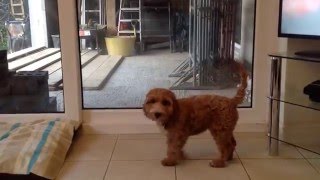 Disney the Cockapoo puppy barks for the first time and surprises herself