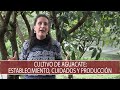 Cultivo de Aguacate: establecimiento, cuidados y produccion - TvAgro por Juan Gonzalo Angel Restrepo