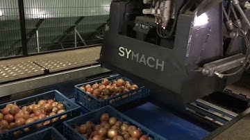 1205 Palletizing onions packaged in open crates