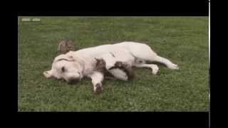 ほのぼのほっこり 犬と猫の仲良し癒し動画まとめ Youtube ほのぼのほっこり 犬と猫の仲良し癒し動画まとめ Youtube