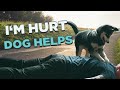 Pretending To Faint In Front Of My Dog | Husky Puppy Reaction