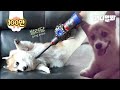 무선 청소기 다이땡 회사는 이 웰시코기를 알아야만 한다. ㅣ D*son Should Know About This Welsh Corgi Dog