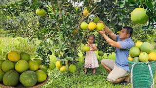 Harvesting the grapefruit garden on the farm and bring it to the market to sell.