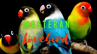 Masteran Lovebird Ngekek Panjang Suara Jernih
