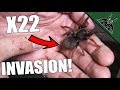 UNBOXING HUGE AMOUNT OF TARANTULAS!