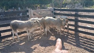 COMO AVALIAR UM BEZERRO NELORE NO CURRAL?