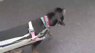 GUNDOG RESCUE CACI プロット MIX(?) メグ・ライアン メグライアン 検索動画35 GUNDOG RESCUE CACI プロット MIX(?) メグ・ライアン メグライアン 検索動画 35