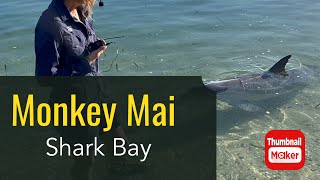 S1-E14 Monkey Mia and Shark Bay