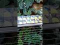Hummingbird Habitat | San Diego Zoo California