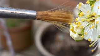 Download Lagu Hand pollinating greengage plum with paint brush, easy method with close ups MP3