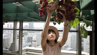 高層ビルでブドウ収穫