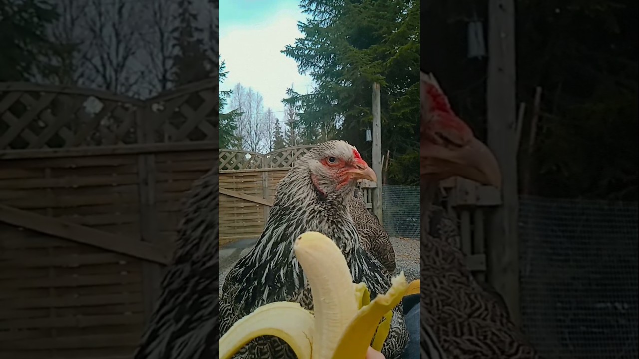 Chicken, Banana, Chicken......