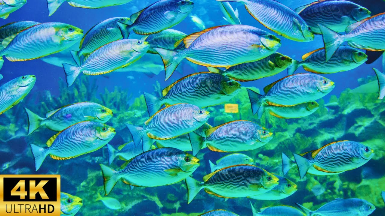 Mesmerizing School of Fish - Aquarium 4K (UHD) VIDEO🐠 - Relaxing Meditation and Sleep Music