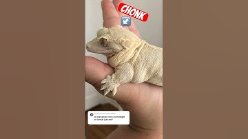 Is my crested gecko overweight?! #chunkygecko #crestedgecko
