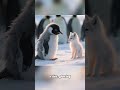 A depressed #penguin walking to mountains #animalstories #viral