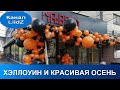 Хэллоуин и красивая осень Идеи украшения витрин