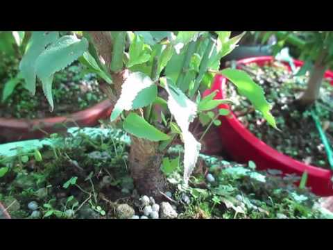 PRUNUS MUME 5ª parte, REVISIÓN UN MES DESPUÉS DE LA PODA