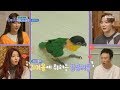 [HOT] Hana's parrots ,공유의 집 20191211