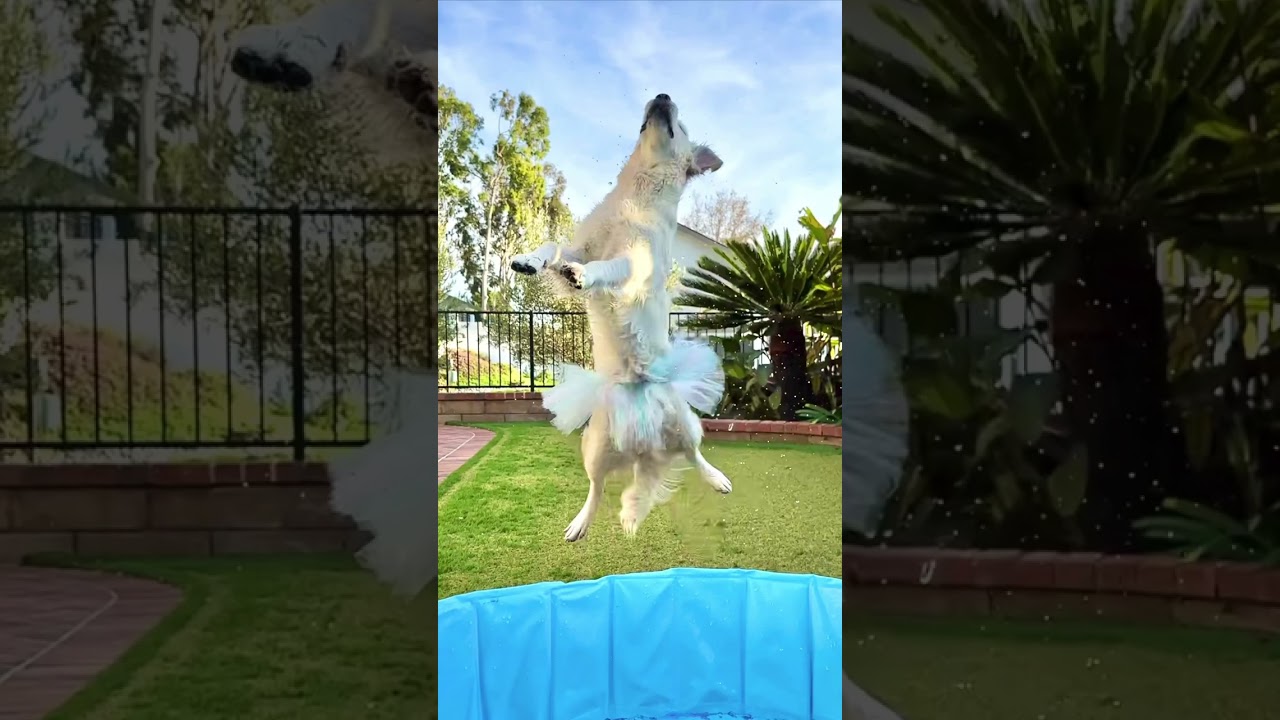 My Dog wants to be a Ballerina!