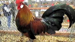 Danske Dværg-Landhøns Brun, Ee-Europaudstilling Herning 2018