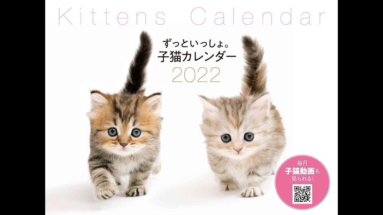 マンチカンにソマリ ミヌエット Etc 動画も楽しめる癒され子猫カレンダー ずっといっしょ 子猫カレンダー22 Bookウォッチ