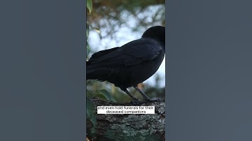 Crows: 🐦 The Masters of Ingenuity #short #shorts #animal #youtube #video #world #viral #animales