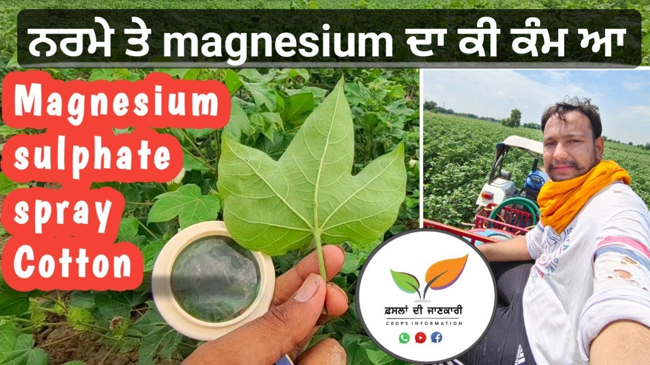COTTON: Magnesium Role, Deficiency, Folier spray