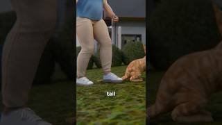 He Stomped On My Cat's Tail 😤