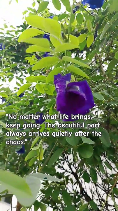 Beauty after the rain  #flowers #beautiful #beautyandpower #rain #padayon #hopeful #chaos #music
