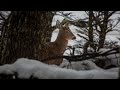 Huemul: The southernmost deer of the planet