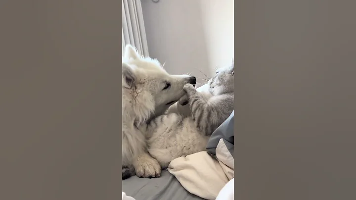 Video 8888661: maine coon cats sphynx, maine coon persian cat, sphynx cat compilation, maine coon cat reactions, maine coon cat playing