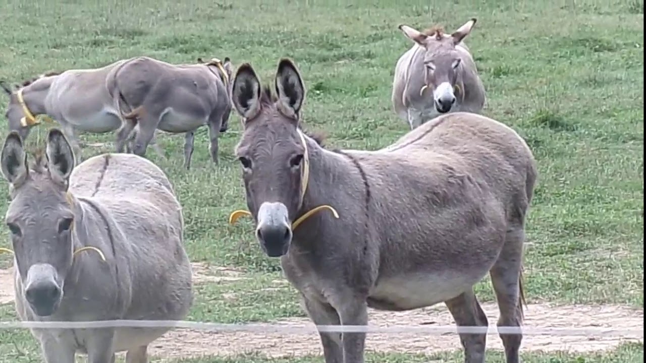 Livestock Guardians: the Donkey
