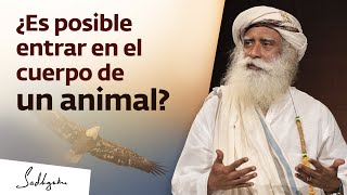 Chamanismo: cómo entrar en el cuerpo de un animal