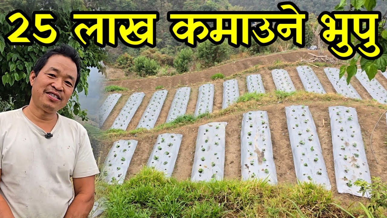 भिरमा मौरि पाल्दै 26 रोपनी जग्गामा तरकारी खेती गर्ने भुपु आर्मी,घरमै बसेर 25 लाख कमाउदै farmers 