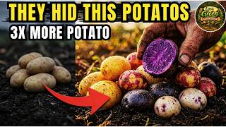 This Forgotten Potato Produces 3X More Than Modern Crops