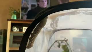 Insects: Another Video Of My Achemon Sphinx CaterpillarShort 5:15 Video) (