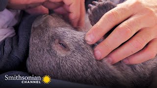 An Orphan Kangaroo Joey is Found on a Golf Course ⛳ Amazing Animal Friends | Smithsonian Channel