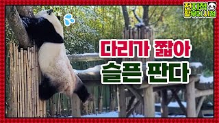 (SUB) My Feet Never Touch Ground! Panda Trying To Come Down From Tree(Merry Christmas)│Panda Family🐼