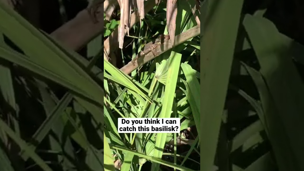 Attempting to Catch a Basilisk in Florida 