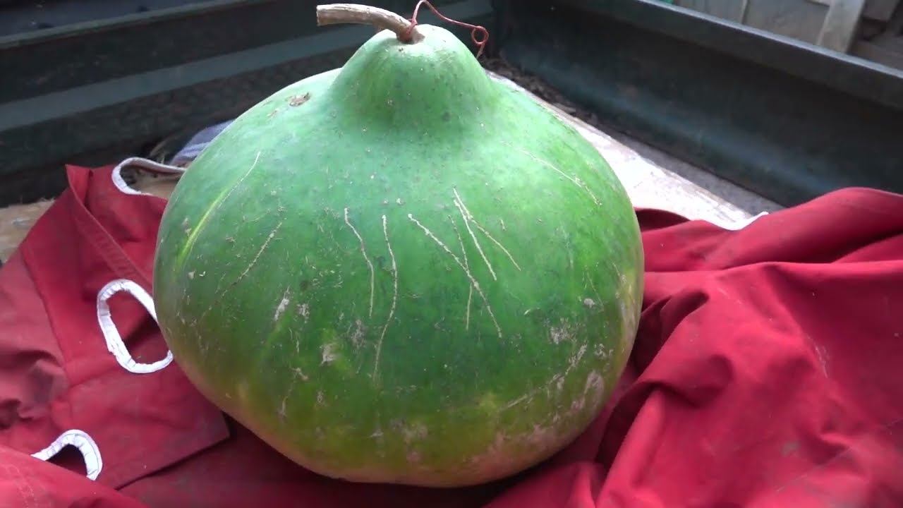 Picking Giant Bushel Gourds