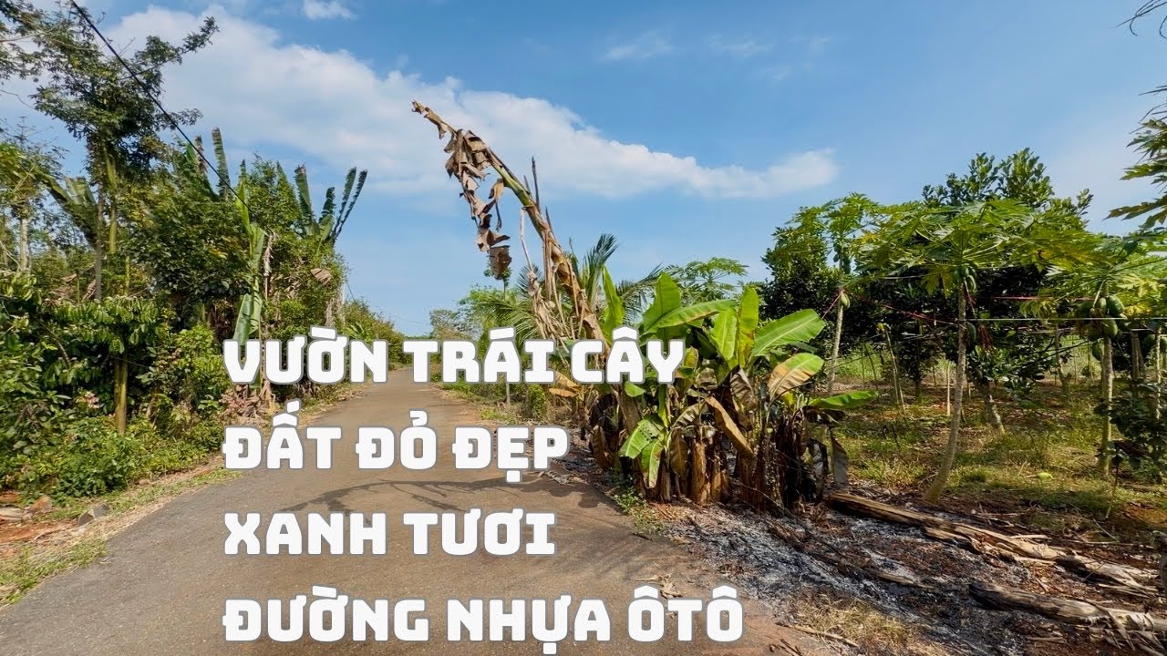 ☘️1000m2 Đường Nhựa Đèn Đường Thích Lắm Anh Chị  Mát Mẻ Trong Lành Thích Hợp làm Nhà Vườn Giá 1tỷ TL