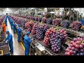 Inside the Massive Grape processing Plant: Industrial Juice Extraction