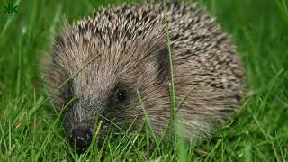 Kirpiler hakkında bilinmeyen ilginç bilgiler 🦔 Resimi