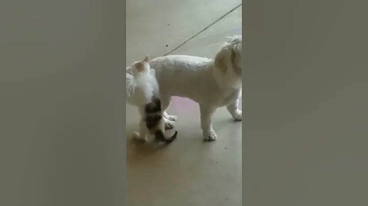 Watch the video about FUNNY CATS_FUNNY CUTE CATS & VIDEOS COMPILATION/ FUNNY ANIMALS TUBE#cutecats#cutedogs#kittens