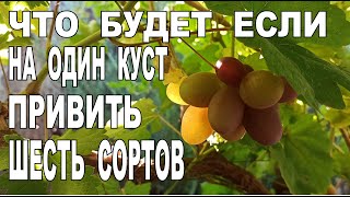 ВИНОГРАД ОРИГИНАЛ КАК ПОДВОЙ ПРИВИЛ НА ОДИН КУСТ МНОГО СОРТОВ