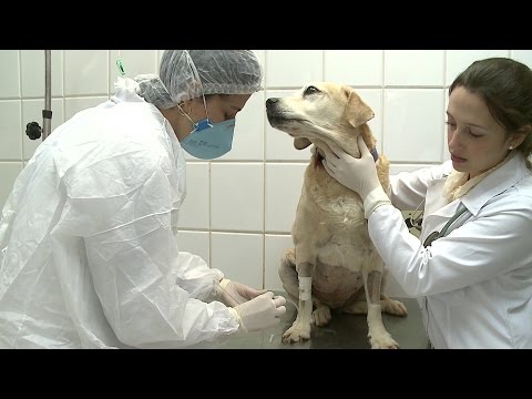 Vídeo: Nenhum tratamento: a decisão mais difícil para um oncologista veterinário