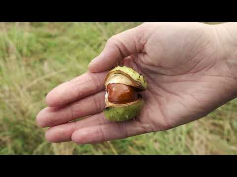 Vídeo: Baumann Horse Chestnut Informació: cultiu d'una Baumann Horse Chestnut